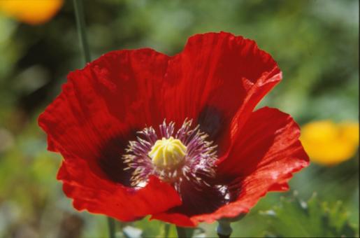 Free Stock Photo of Red flower