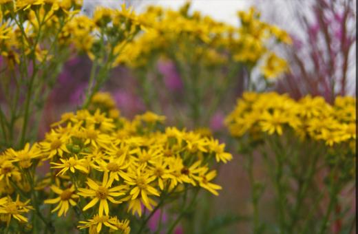 Free Stock Photo of Yellow flowers