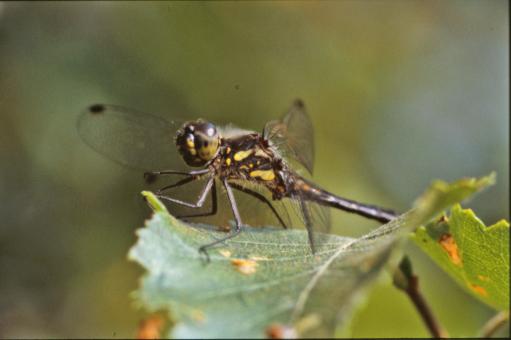 Free Stock Photo of Yellow and black dragonfly