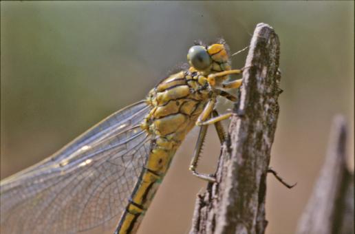 Free Stock Photo of Dragonfly