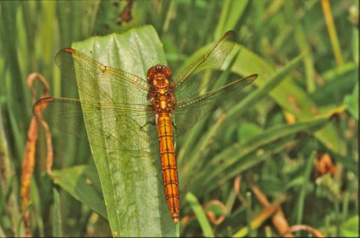Free Stock Photo of Orange dragonfly