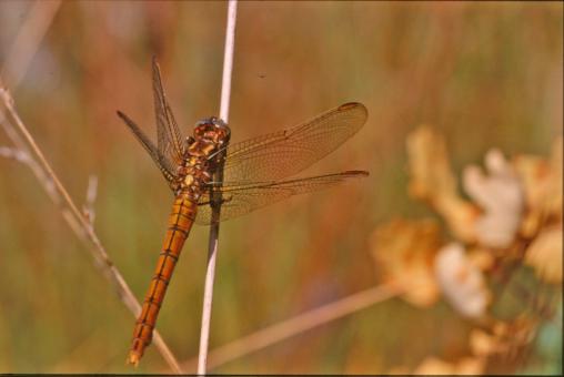 Free Stock Photo of Orange dragonfly