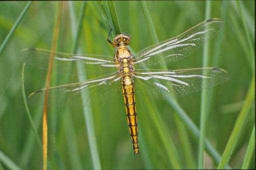 Free Stock Photo of Yellow dragonfly