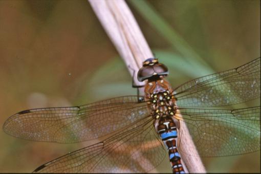 Free Stock Photo of Dragonfly closeup