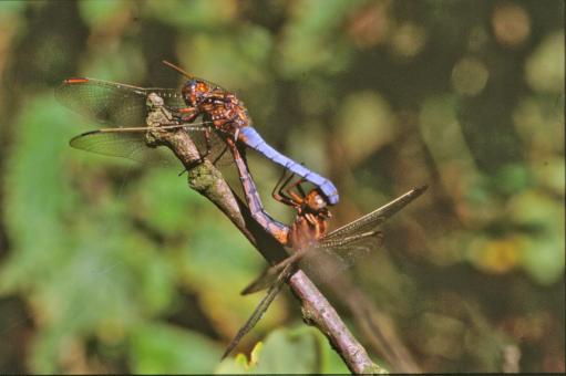 Free Stock Photo of Dragonflies