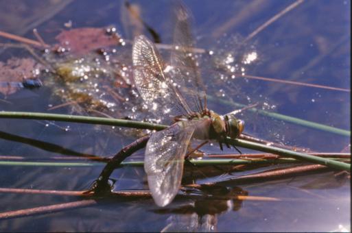 Free Stock Photo of Dragonfly
