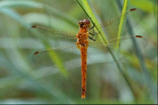 Free Stock Photo of Red dragonfly