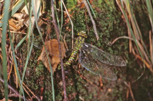 Free Stock Photo of Green dragonfly