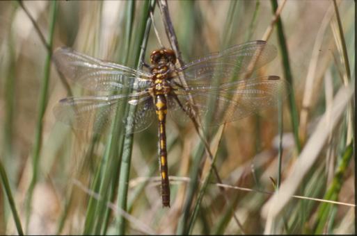 Free Stock Photo of Dragonfly
