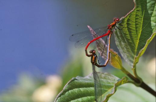 Free Stock Photo of Mating dragonflies
