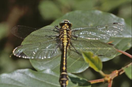 Free Stock Photo of Yellow and black dragonfly