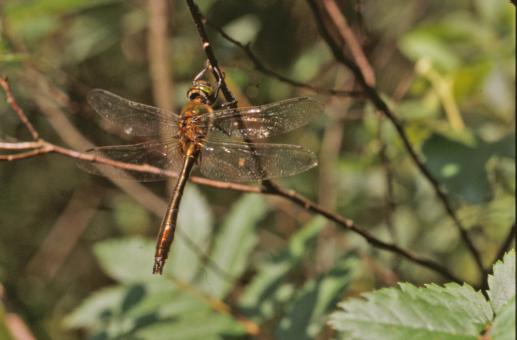 Free Stock Photo of Dragonfly