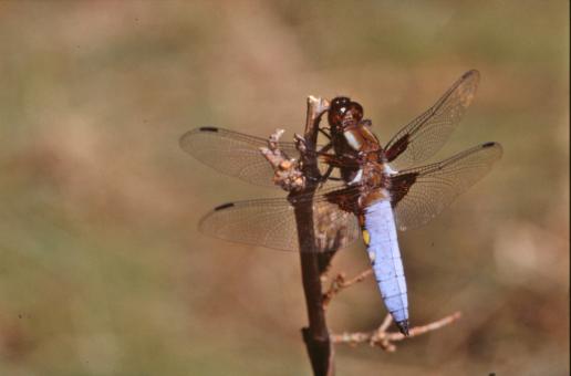 Free Stock Photo of Dragonfly