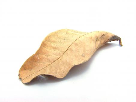 Free Stock Photo of Dry Leaf