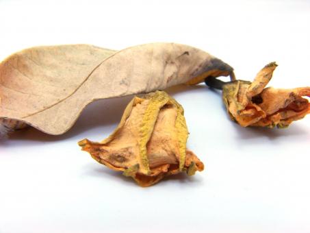 Free Stock Photo of Dry Leafs
