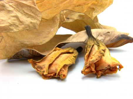 Free Stock Photo of Dead Dry Leafs