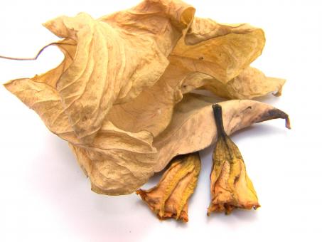 Free Stock Photo of Leafs