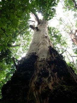 Free Stock Photo of Tree