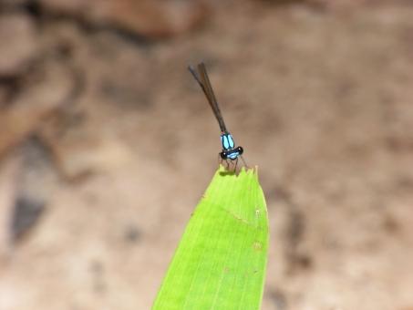 Free Stock Photo of Blue dragonfly