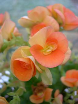 Free Stock Photo of Orange flowers