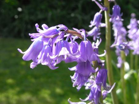 Free Stock Photo of Bluebells