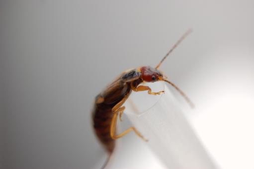 Free Stock Photo of Insect