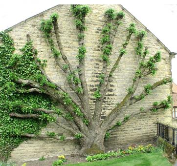 Free Stock Photo of Tree agains a wall