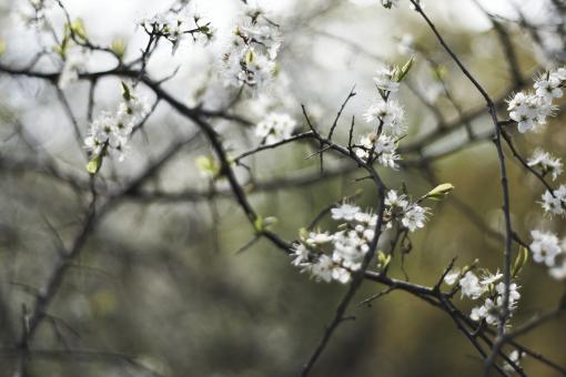 Free Stock Photo of Cold Flowers