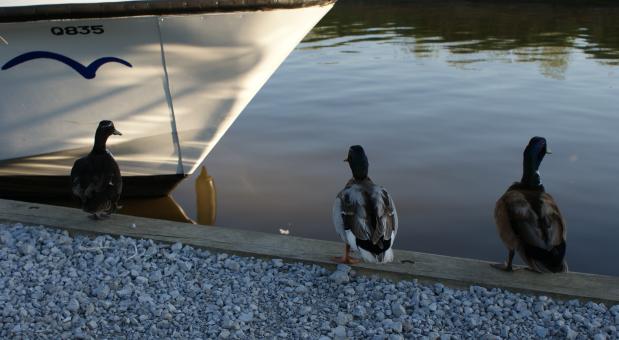 Free Stock Photo of 3 Ducks
