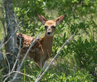 Free Stock Photo of Deer