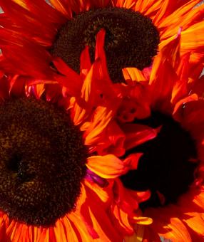 Free Stock Photo of Flowers