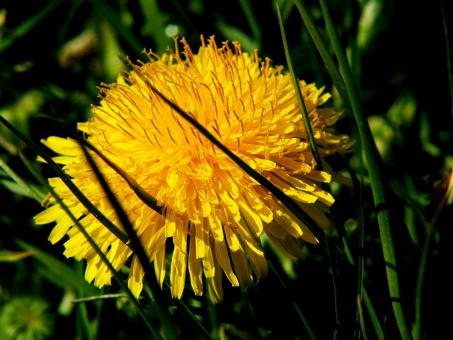 Free Stock Photo of Yellow Flower