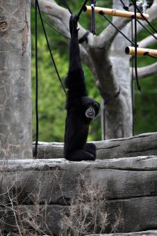 Free Stock Photo of Monkey