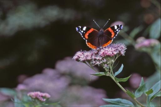 Free Stock Photo of BUTTERFLY