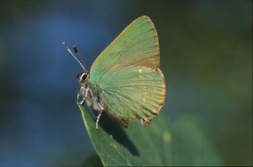 Free Stock Photo of BUTTERFLY