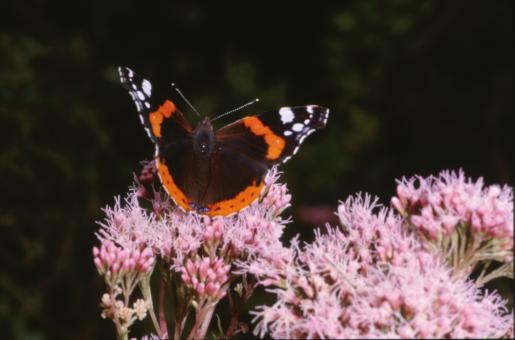 Free Stock Photo of BUTTERFLY