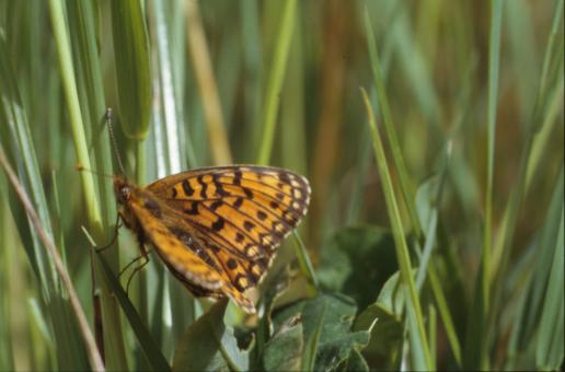 Free Stock Photo of BUTTERFLY