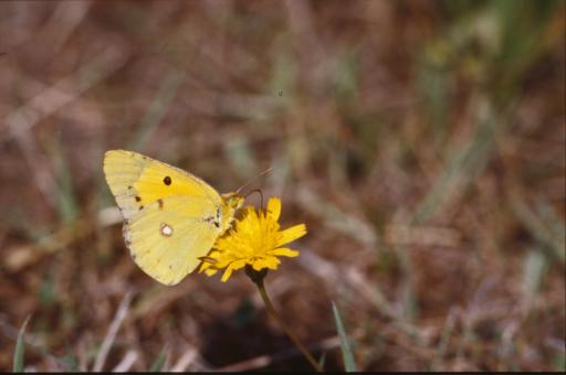 Free Stock Photo of BUTTERFLY