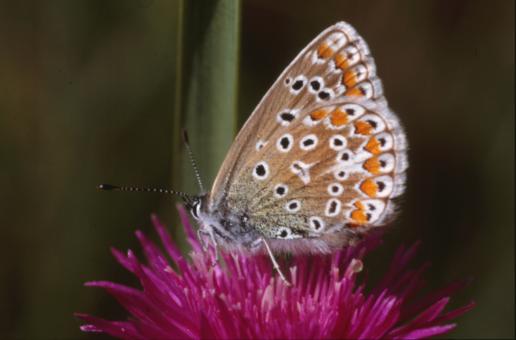 Free Stock Photo of BUTTERFLY