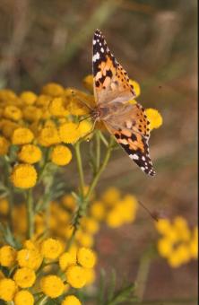 Free Stock Photo of BUTTERFLY