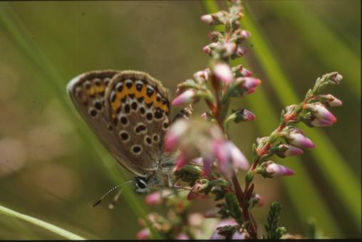 Free Stock Photo of BUTTERFLY
