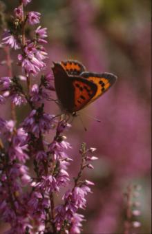 Free Stock Photo of BUTTERFLY