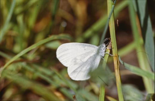 Free Stock Photo of BUTTERFLY