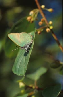 Free Stock Photo of BUTTERFLY