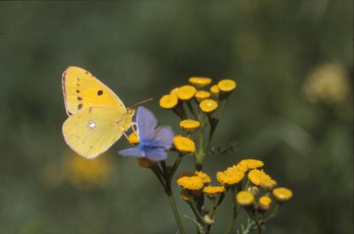 Free Stock Photo of BUTTERFLY