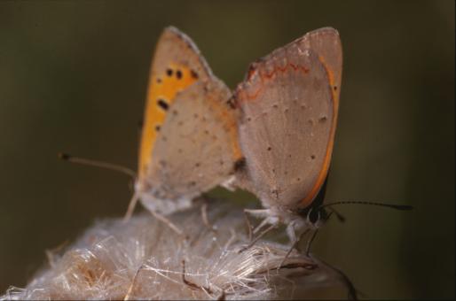 Free Stock Photo of BUTTERFLY