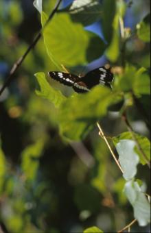Free Stock Photo of BUTTERFLY