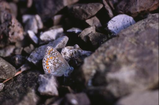 Free Stock Photo of BUTTERFLY