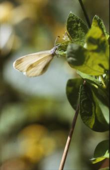 Free Stock Photo of BUTTERFLY