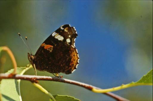 Free Stock Photo of BUTTERFLY